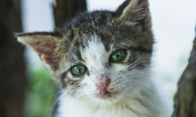 La panleucopenia felina: una malattia antica, ma ancora attuale